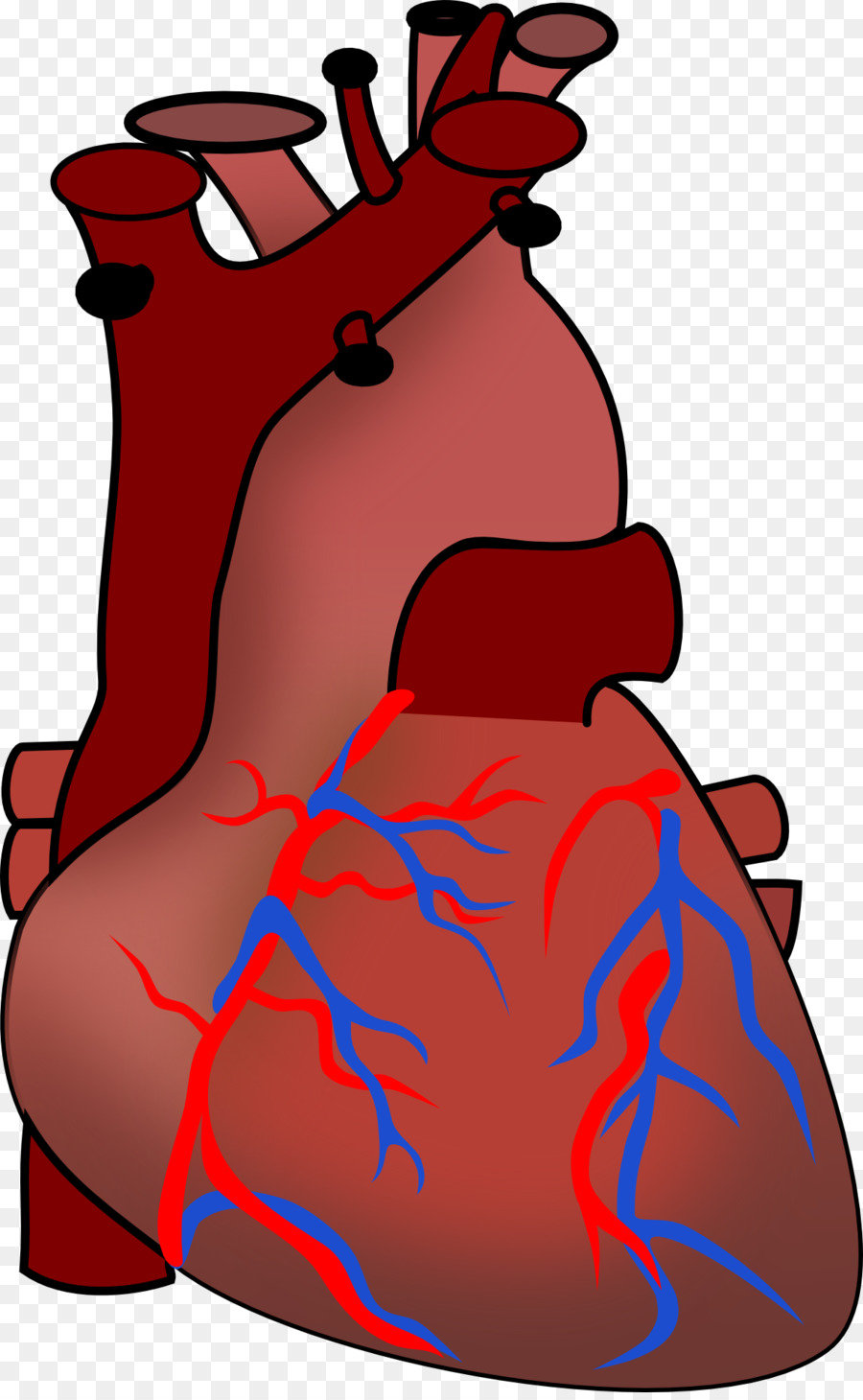 Jantung Anatomi Tubuh Manusia Clip Art Menggambar Ilustrasi