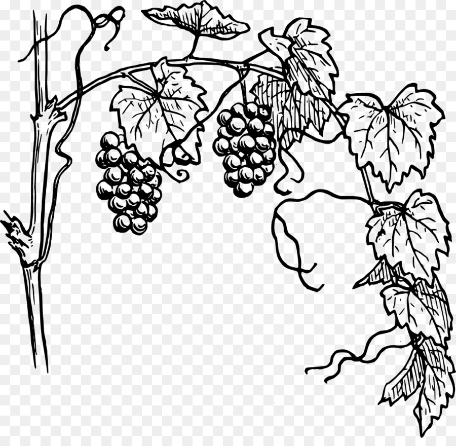 Common Grape Vine Drawing Clip art - grape vine png download - 1000*960