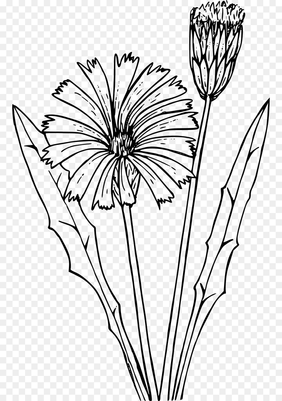 Coloring Book Dandelion Drawing Flatweed Dandelion Png Download