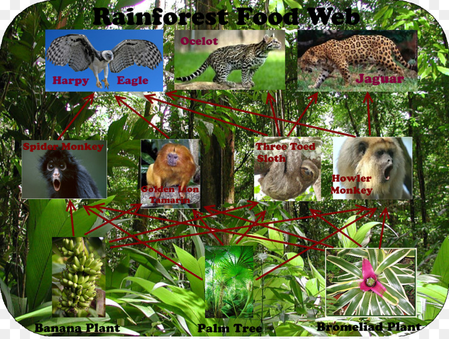 Amazon Rainforest Ecosystem Food Web - Food Ideas