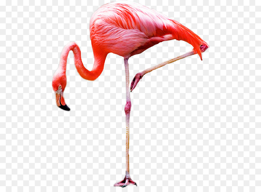  Sketsa  Gambar  Hewan Flamingo  Gambar  Hewan