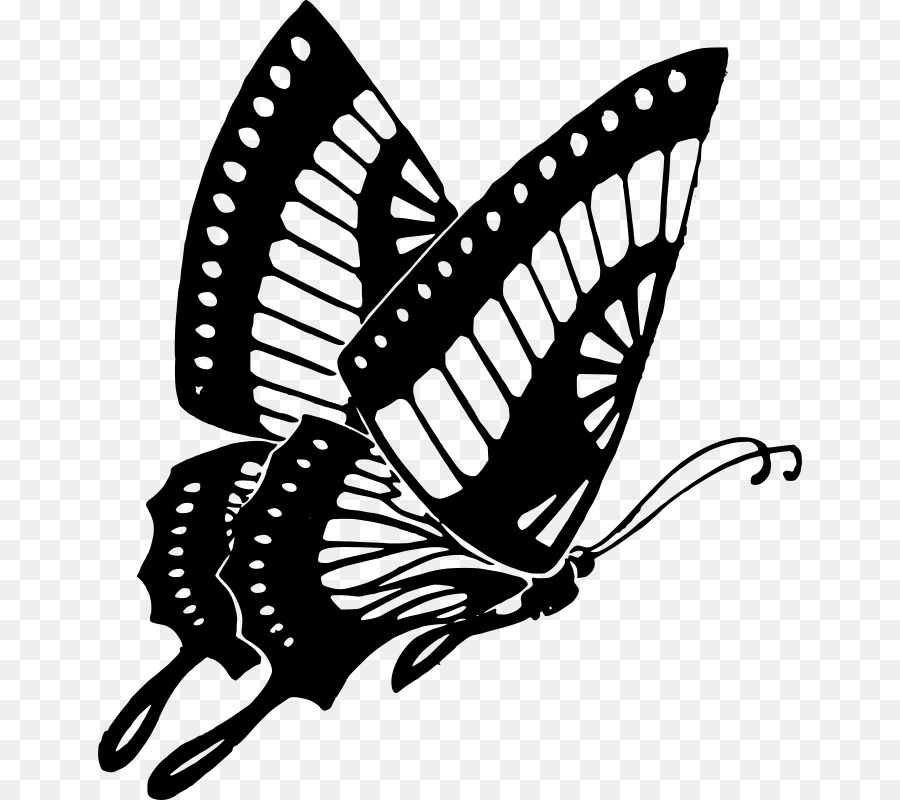 Butterfly Black And White Png Download 704 800 Free