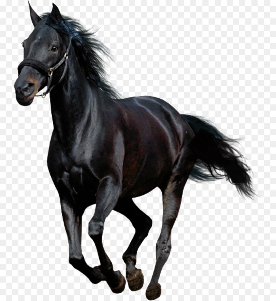 American Paint Horse Arabian Horse Mustang Andalusian Horse