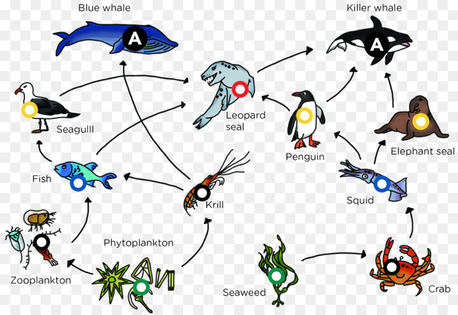 Arctic Ocean Food web Food chain - others png download - 1024*704