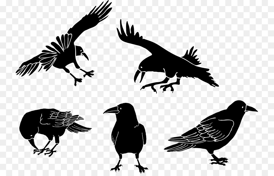 American crow Drawing Cartoon - crow png download - 800*576 - Free