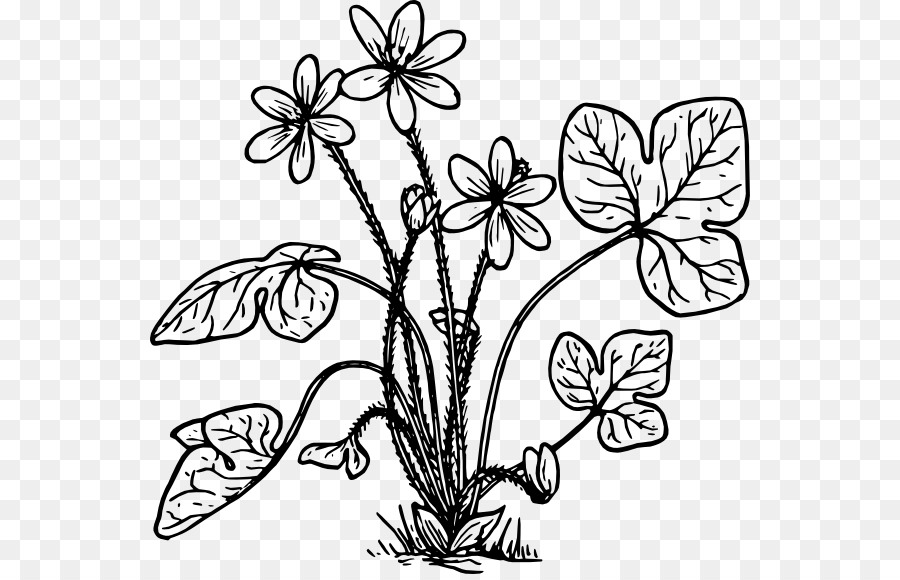 Anemon Hepatica Buku Mewarnai Bunga Clip Art Biologi Rosemary Rumput
