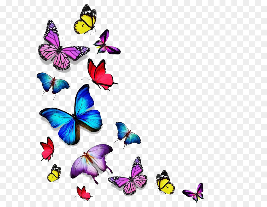 Image result for butterfly stock