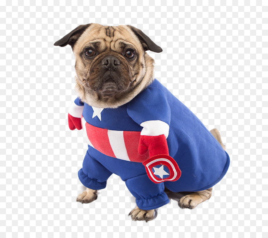 kisspng-pugs-in-costumes-captain-america-dog-breed-5af9dae014dc51.1974482915263239360855.jpg