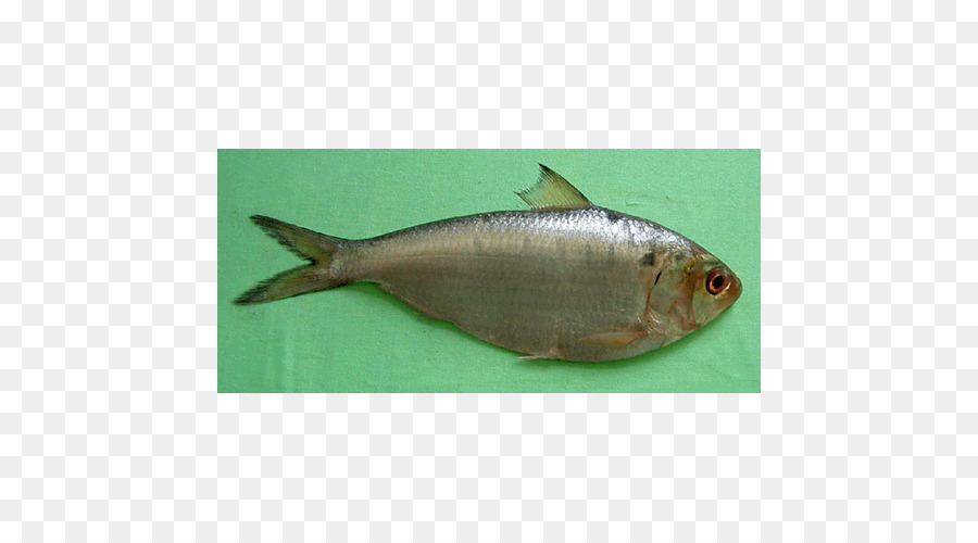  Gambar  Ikan Bandeng Png Gambar  Ikan HD