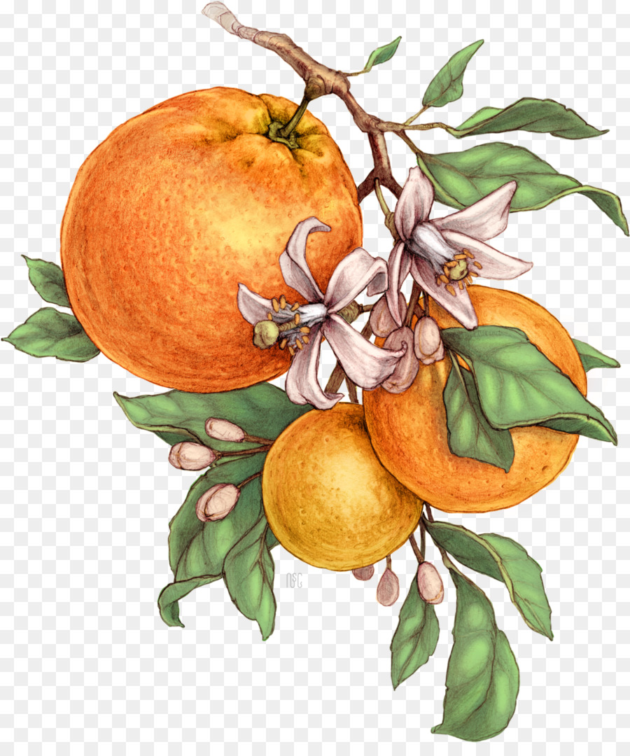 Jeruk Pahit Jeruk Mandarin Orange Jeruk Raya Ilustrasi Juice Buah