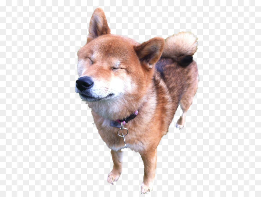 34+ Anjing ras shiba inu ideas