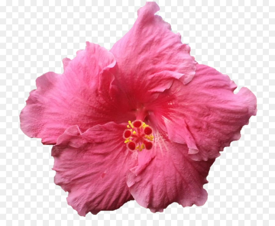 Gambar Kelopak Bunga Kembang Sepatu - Gambar Bunga HD