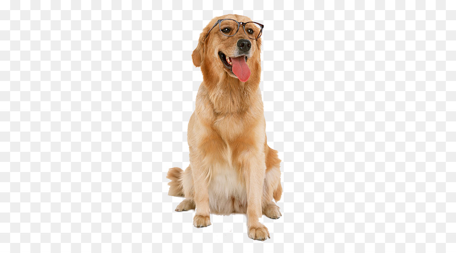 Golden Retriever Labrador Puppy Dog Toys Chew Toy Png 355 500 Free Transpa