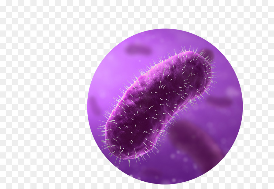 E. coli Bacteria Stock photography - Supermarket Trolleys png download