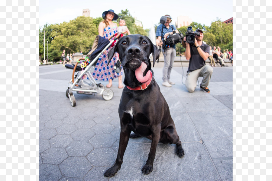 Great Dane Cane Corso Race De Chien Sportif Groupe De Marche