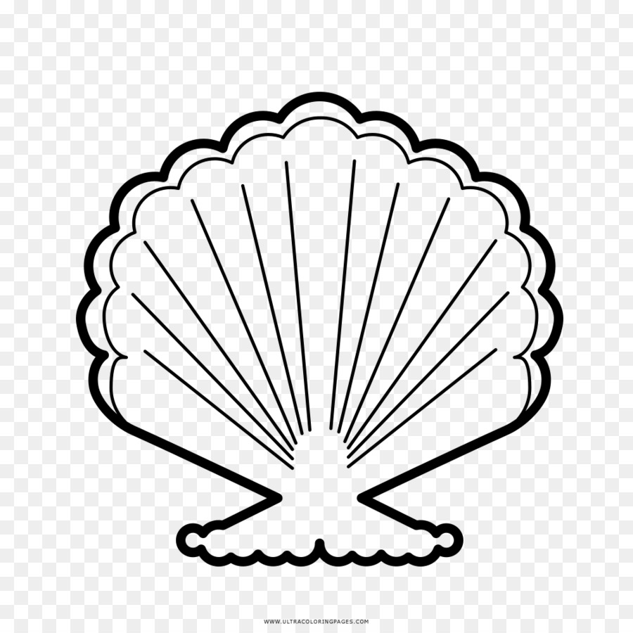 Seashell Drawing seashell 1000 1000 transprent Png Free 