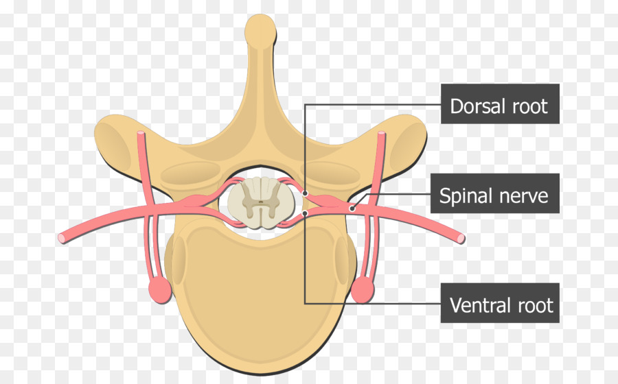 Bụng gốc của dây thần kinh tủy sống Lưng gốc của dây thần kinh tủy sống