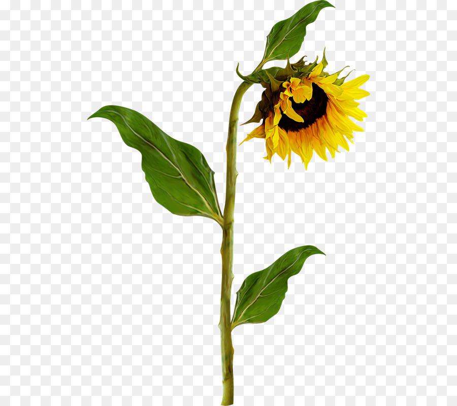 Common sunflower Photography Clip art - Girasoles png download - 558*