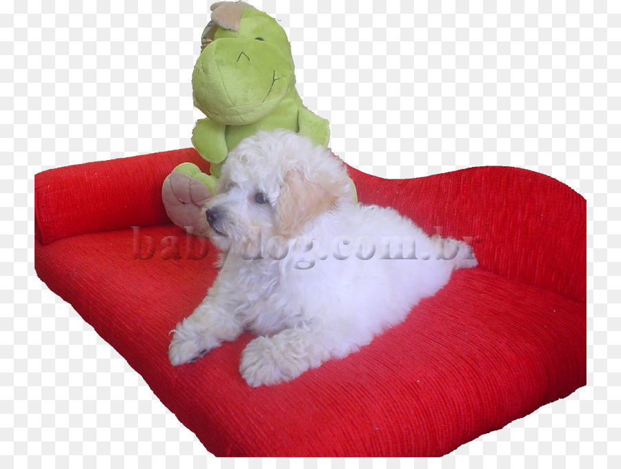 Maltais Chien Goldendoodle Chiot Caniche Toy Race De Chien