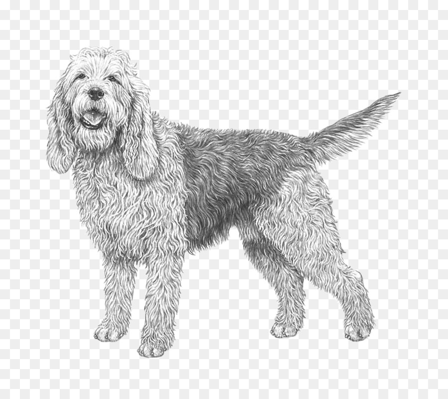 Griffon Poilu Otterhound Petit Basset Griffon Vendéen