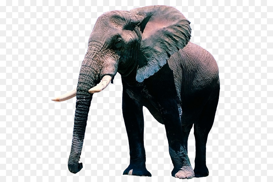 Papel De Parede Do Elefante Africano Resolução De Vídeo Elefante