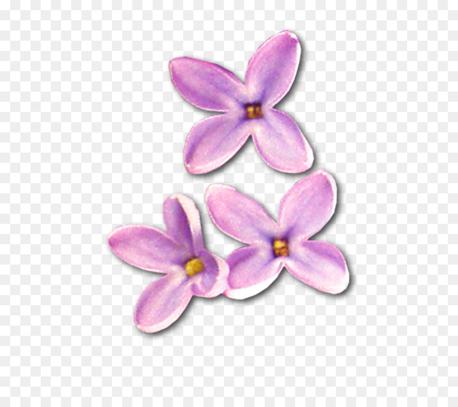 Paling Keren 28 Download  Gratis Gambar  Bunga  Anggrek  