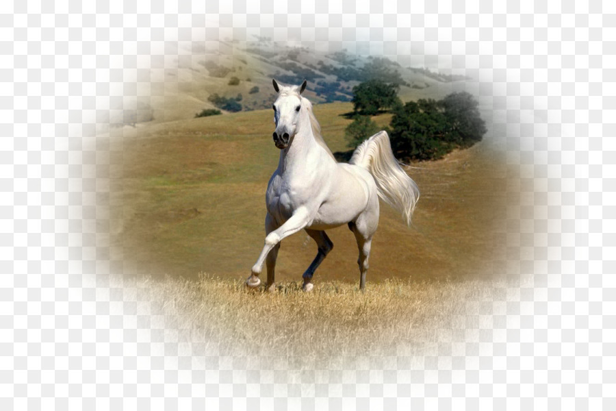 American Paint Horse Arabian Horse Friesian Horse Mustang Stallion