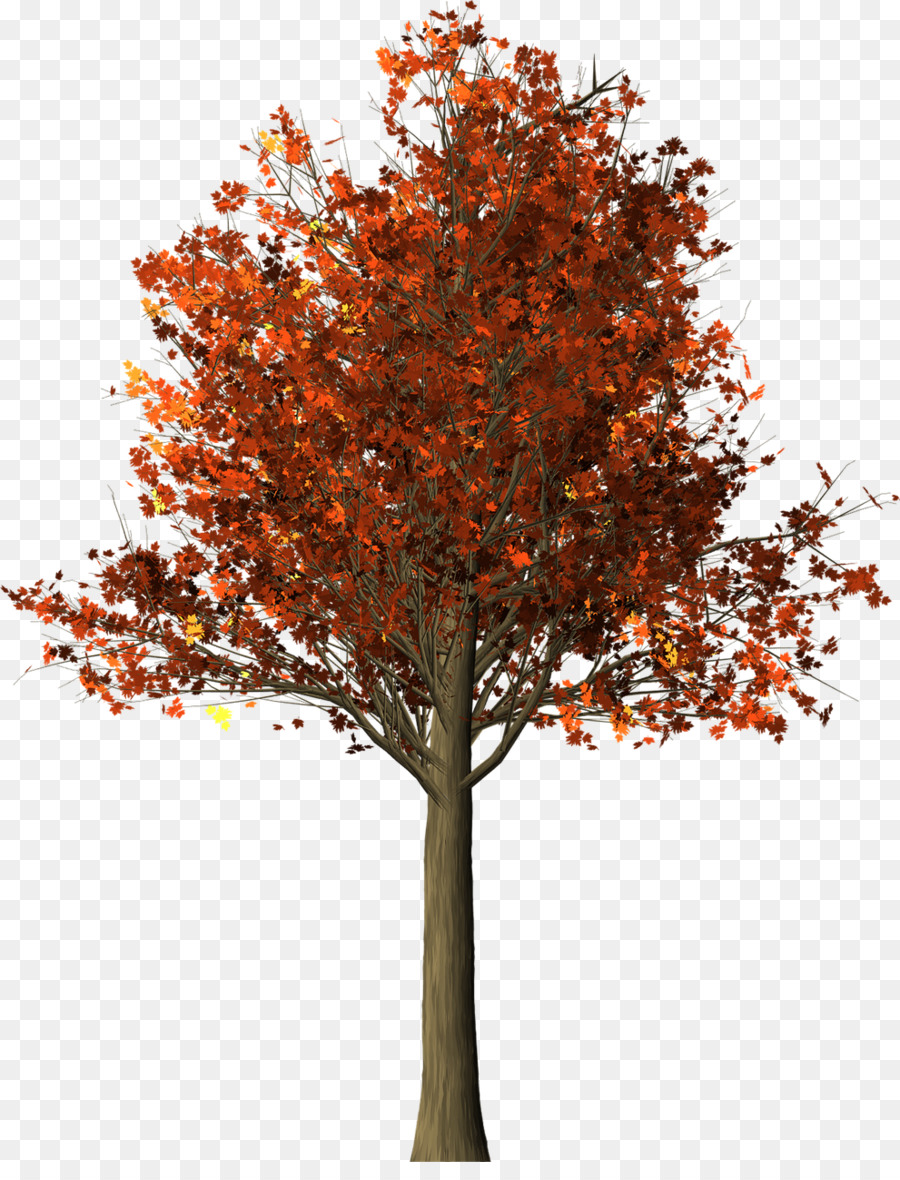 Ranting Pohon Maple - pohon - Unduh Pohon, Tanaman Berkayu 