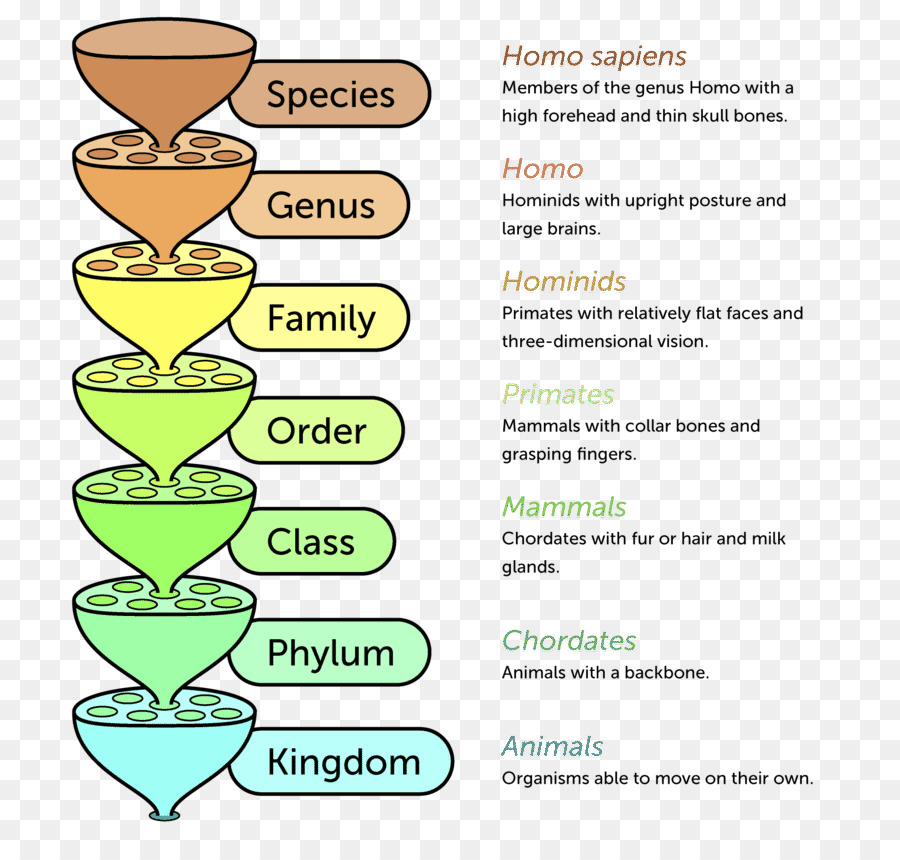 what is the order of classification in biology