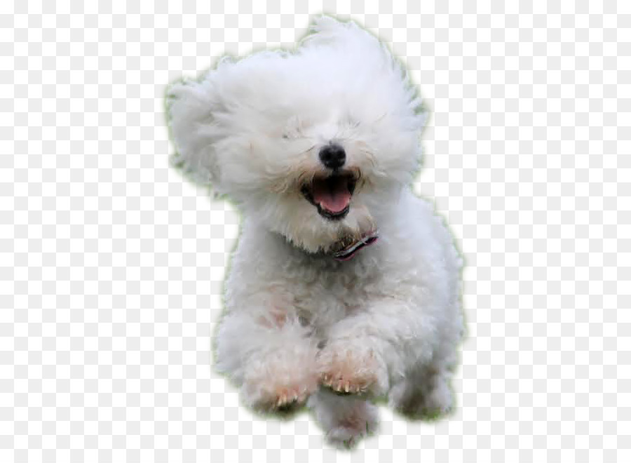 Malteser Hund Bolognese Hund Havaneser Hund Bichon Frise Miniatur Pudel