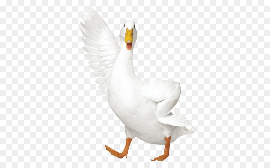 AFLAC duck AFLAC duck Insurance policy - duck png download - 452*559