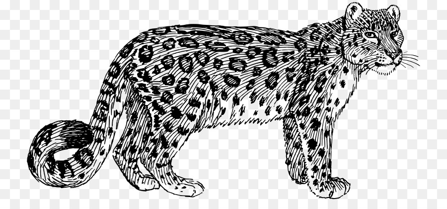 Snow leopard Warna Gambar Clip art - Macan tutul Afrika 