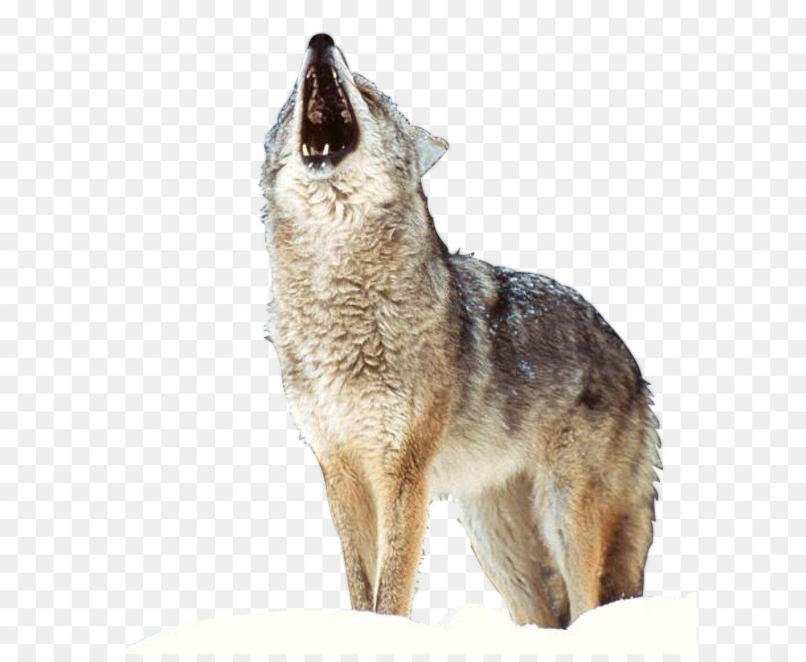 Husky Siberiano Pastor Alemão Filhote De Cachorro Arctic Wolf Wolf