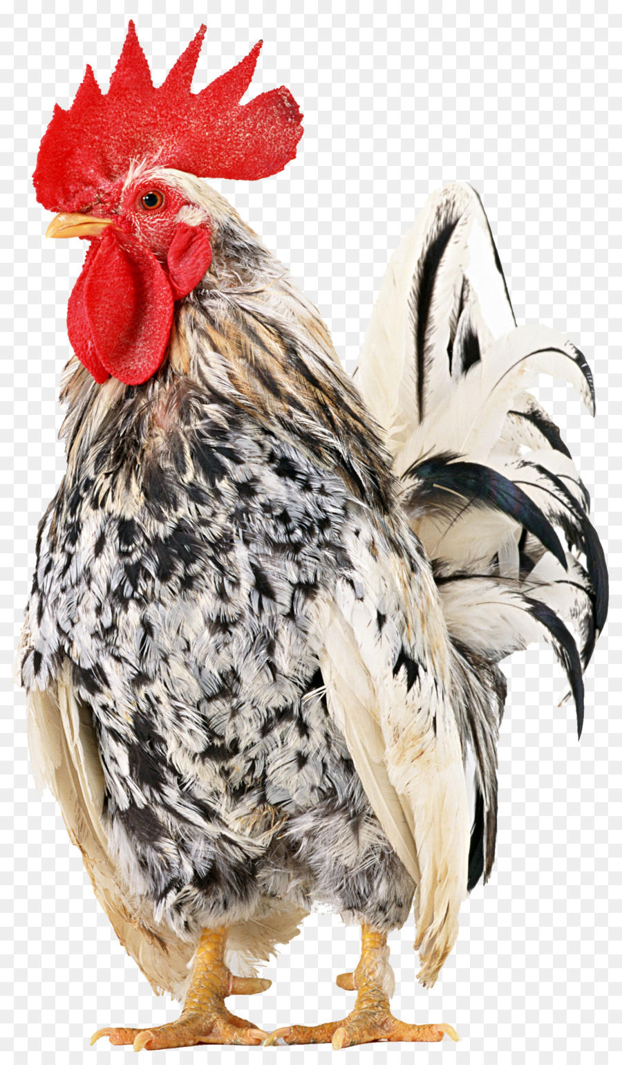 Ayam Rhode Island Red Jepang Banten Cochin Ayam Broiler Ayam