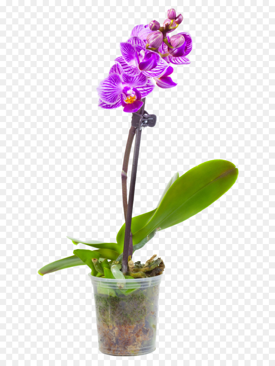 Ngengat Anggrek Pot Bunga Fotografi Putih Bunga Unduh Bunga