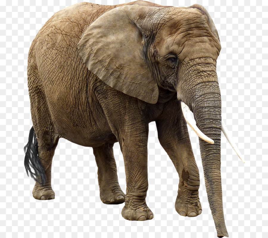 African Elephant Elephant png download - 744*800 - Free  