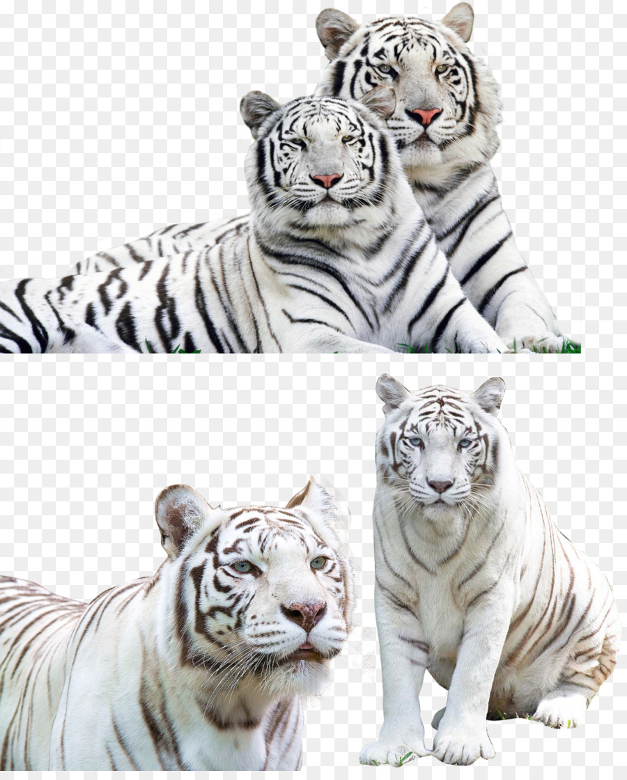 Download 97+ Gambar Harimau Jaguar Paling Bagus 