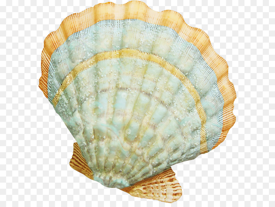 Seashell Cockle Clip art - seashell png download - 650*668 - Free ...