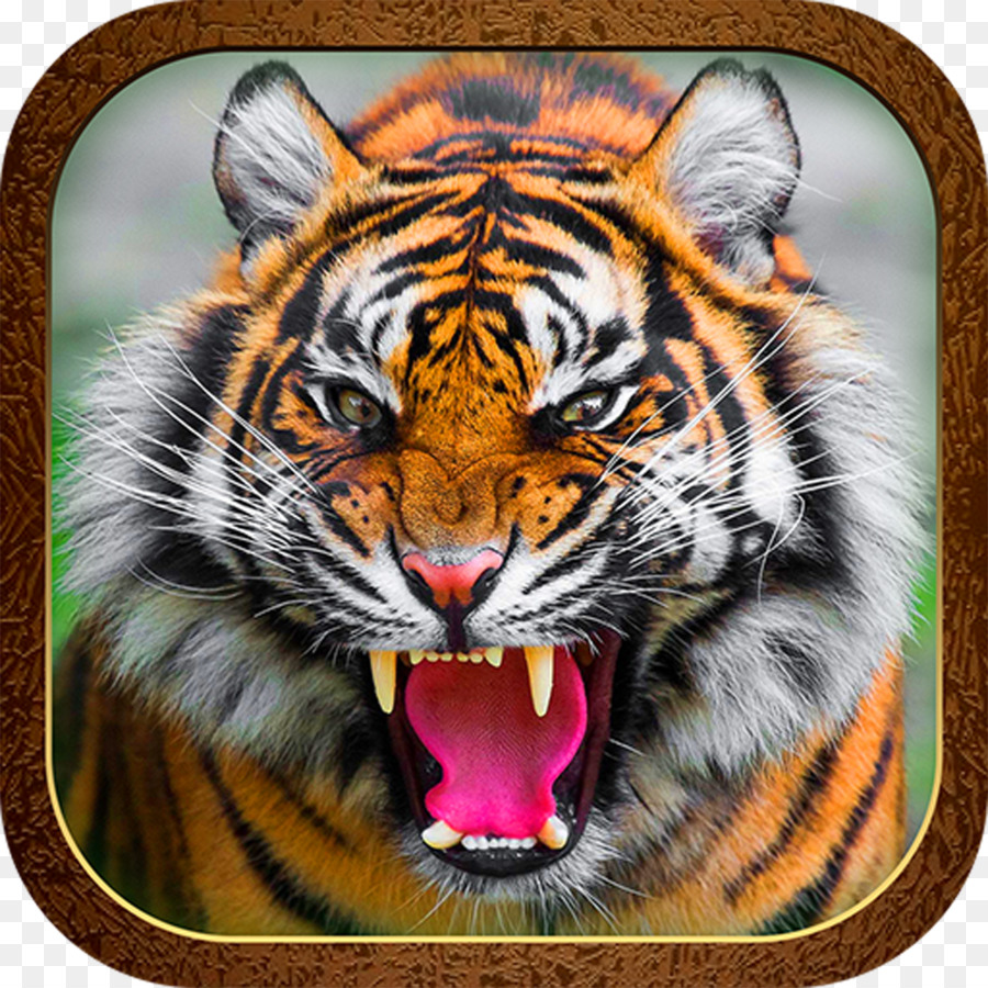 Download 7500 Gambar Harimau Elegant Paling Baru Gratis 