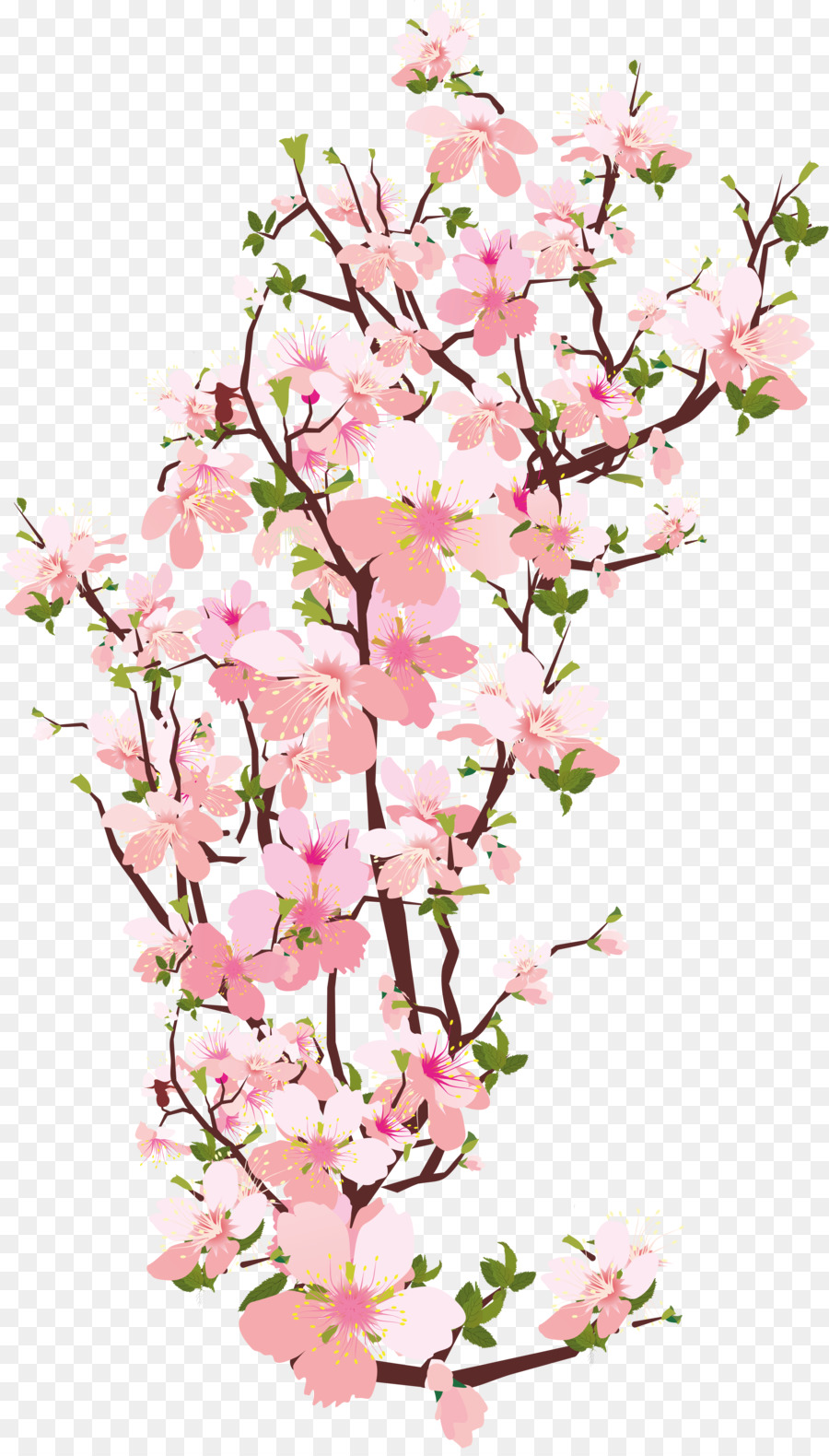 National Cherry Blossom Festival Cabang - Sakura 5291*9250 