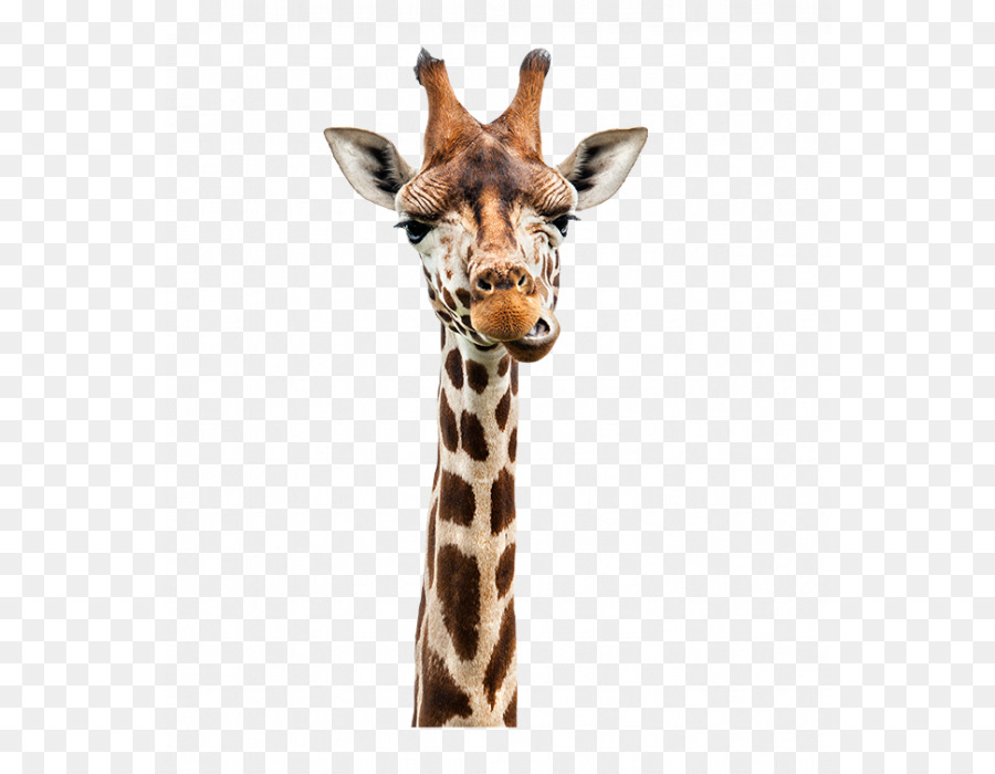 lustige giraffen bilder kostenlos