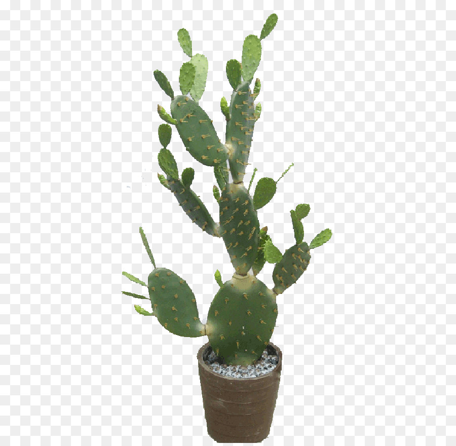 Barbary Ara Timur Pir Berduri Segitiga Kaktus Cactaceae Plastik