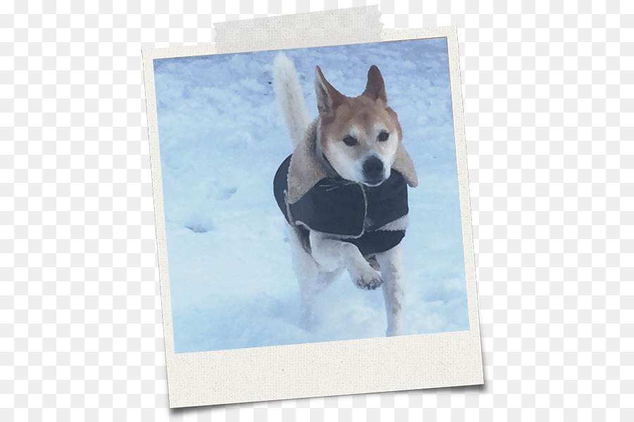 Race De Chien De Shikoku Shiba Inu Husky Sibérien Museau