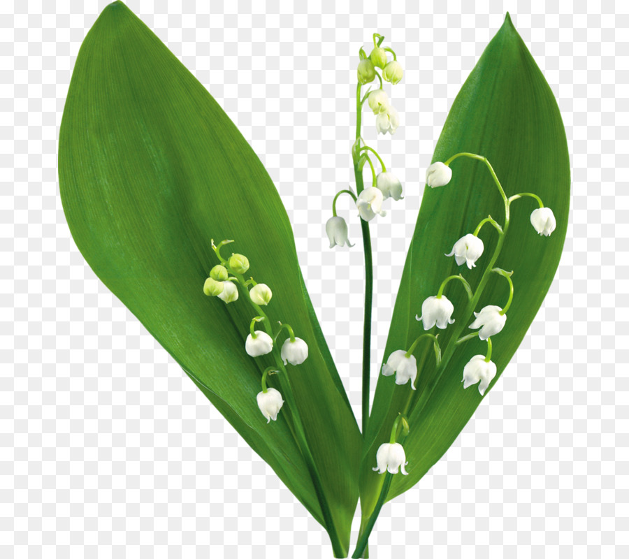 Lily Of The Valley Desktop Wallpaper Clip Art Lily Of The Valley