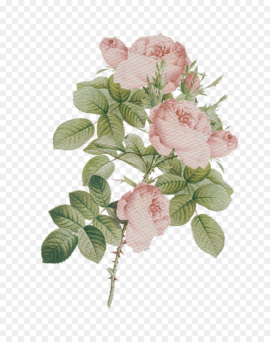 Taman Mawar Kubis Bunga Mawar Bunga Potong Bunga Desain Bunga