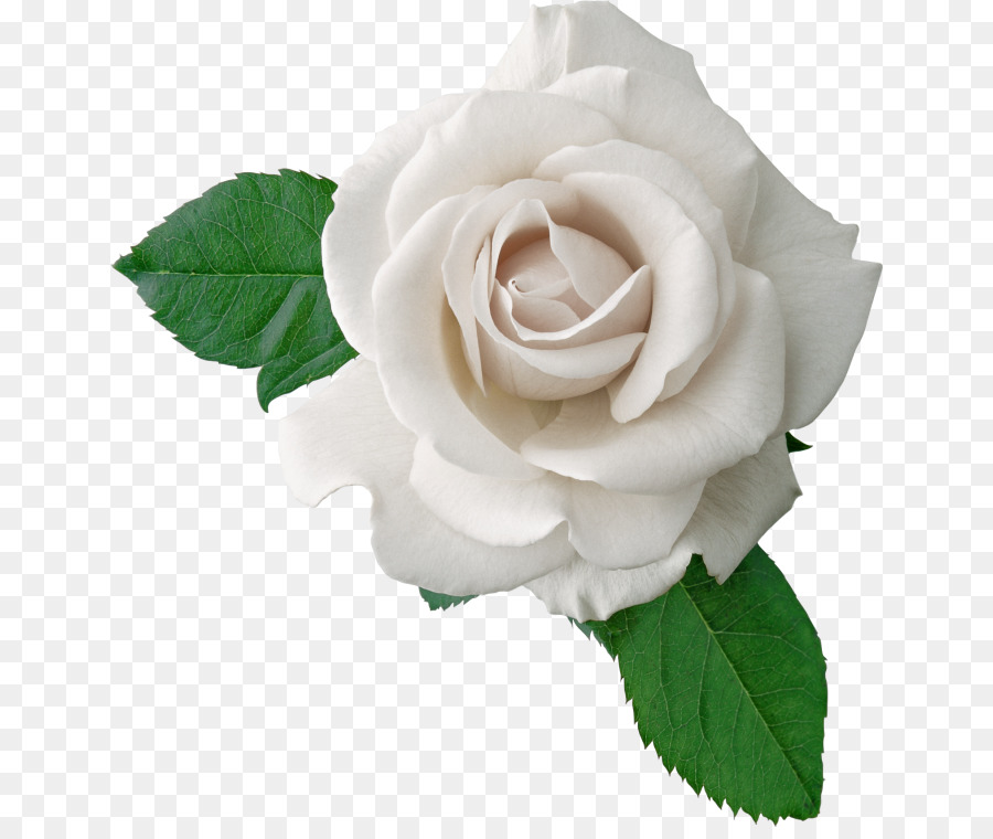 Rose Download Clip Art Naik 700 749 Transparan Png Unduh