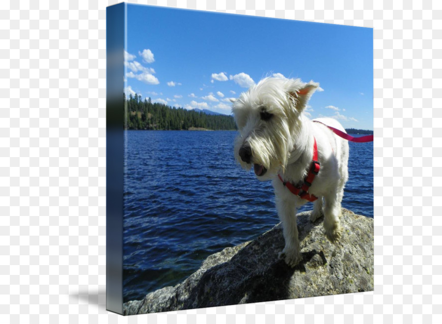 West Highland White Terrier Chien De Race Chien De Compagnie