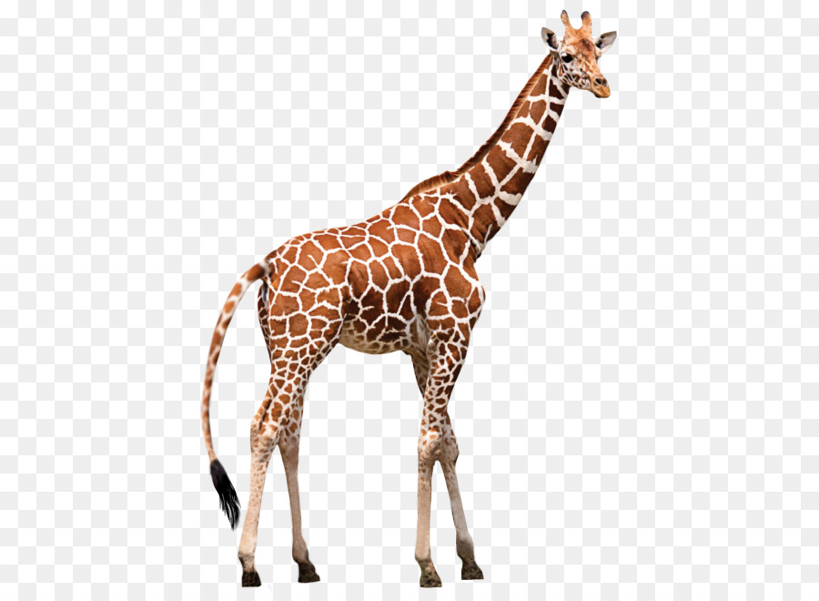 giraffen bilder kostenlos
