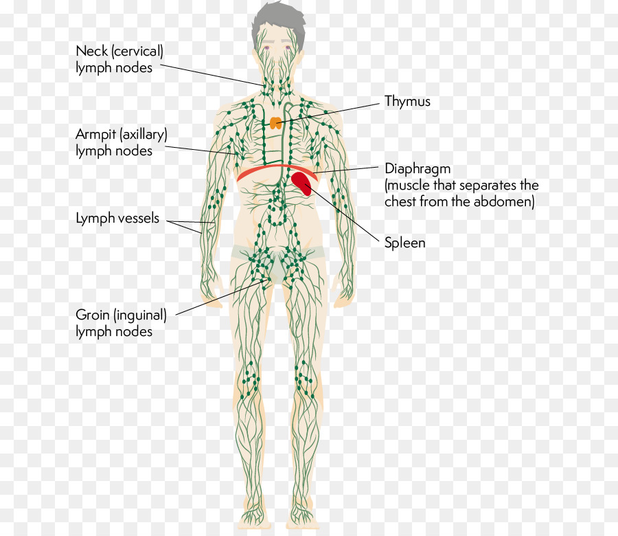 Anatomia Del Sistema Linfatico