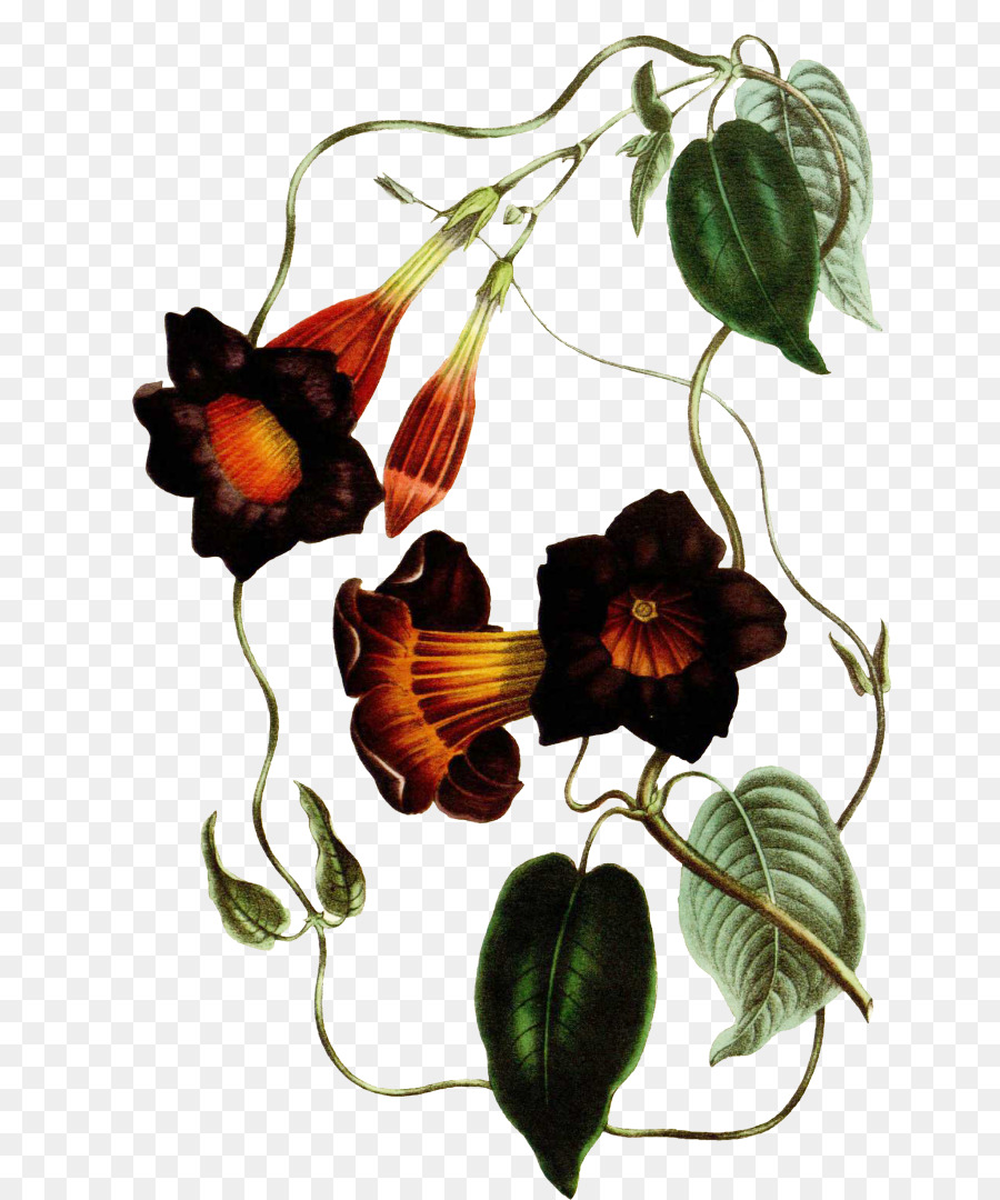 Botani Botani Ilustrasi Kelopak Bunga Flora Bunga Unduh Bunga